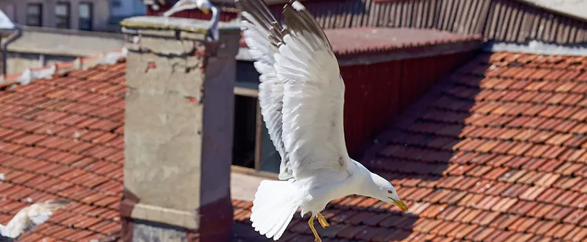 Residential Chimney Animal Removal Solution in Eagle Pass, TX