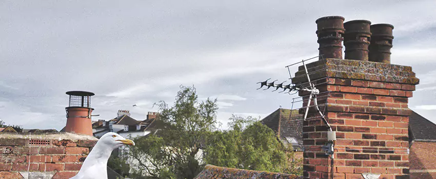 Chimney Cleaning And Restoration in Eagle Pass, Texas